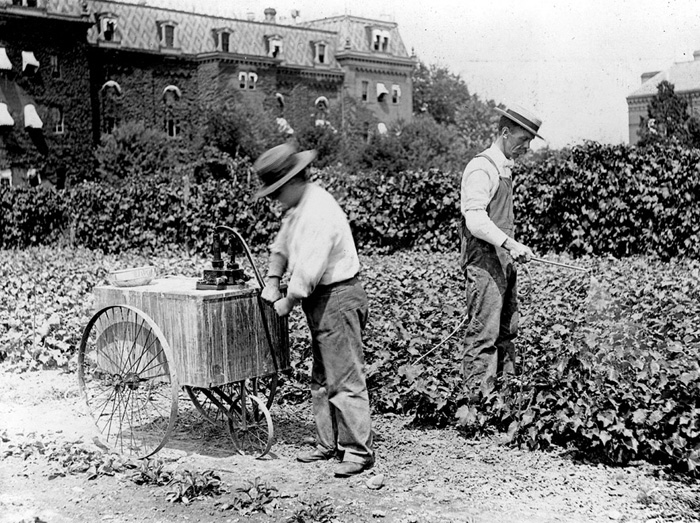 Dorsett spraying grape vines a little east of the present West Wing of the USDA. “Pat” is at the pump; Dorsett at the nozzle, ca. 1914.