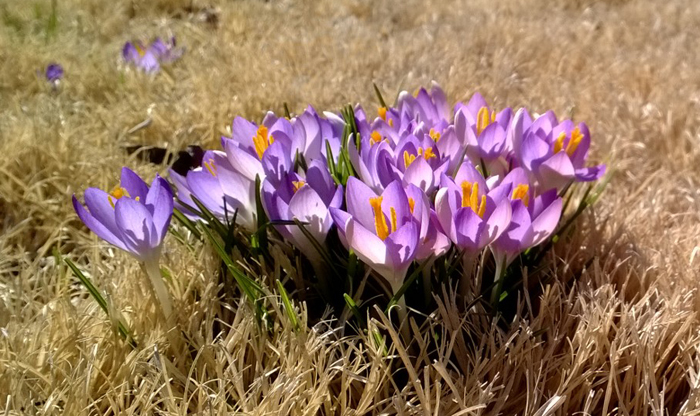 Crocuses are known as some of the earliest flowering plants, with blossoms popping up at the end of winter. Photo by Elisa Hough