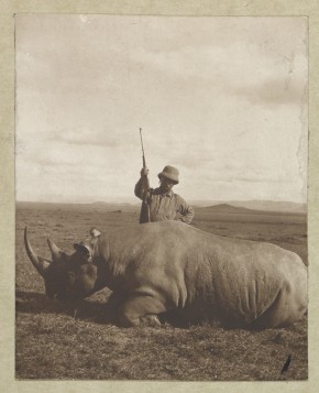 “Col. Roosevelt with his big bull rhino.” Not necessarily the specimen that resides in NMNH today; Roosevelt hunted several different kinds of rhinoceroses in Africa, at least one of which is extinct in the wild today. Photo by Kermit Roosevelt, courtesy of the Library of Congress