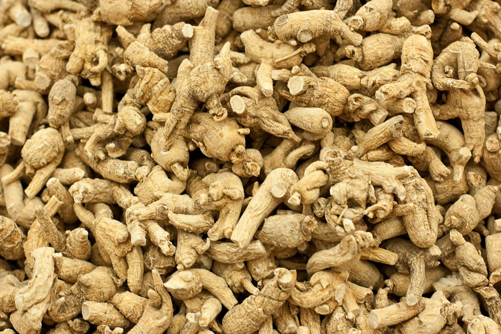 American ginseng root. Photo by Hubert K, Flickr Creative Commons