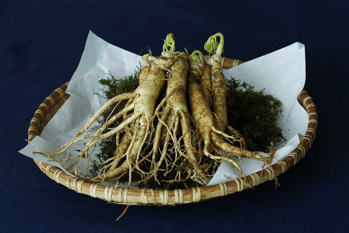 Ginseng roots on a woven basket platter on a black backdrop.