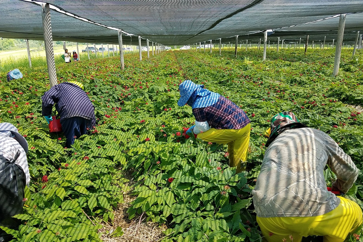 Hmong workers on a Wisconsin ginseng farm. Photo courtesy of Tina Lee