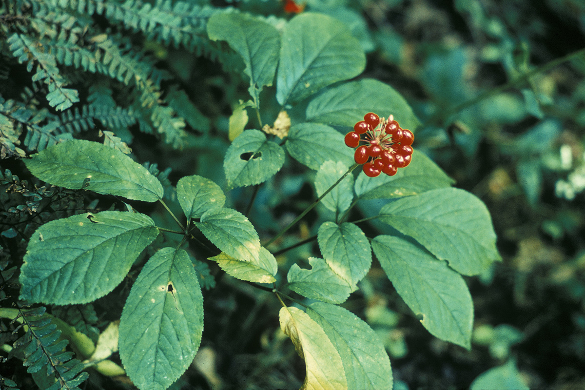 American ginseng (Panax quinquefolius). Photo by Dan J. Pittillo, U.S. Fish and Wildlife Service