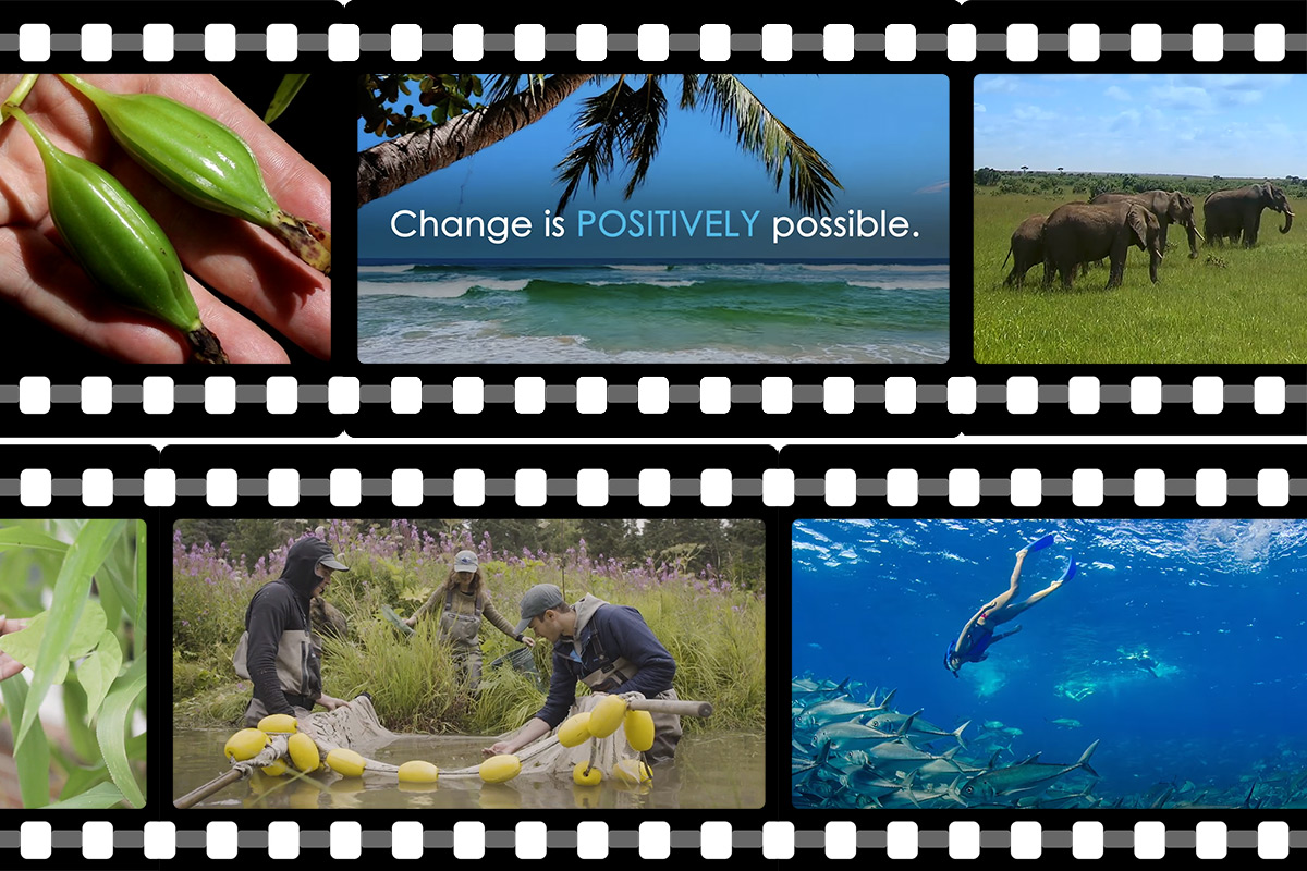 Graphic of two rows of film strips, each frame containing a screen shot from a video: close-up on a hand holding two large flower buds, a palm tree over the ocean with the words 'Change is POSITIVELY possible', elephants on a green field, a diver swimming toward a school of fish in the blue ocean, and three people wading in water and marsh to check a fish net. 