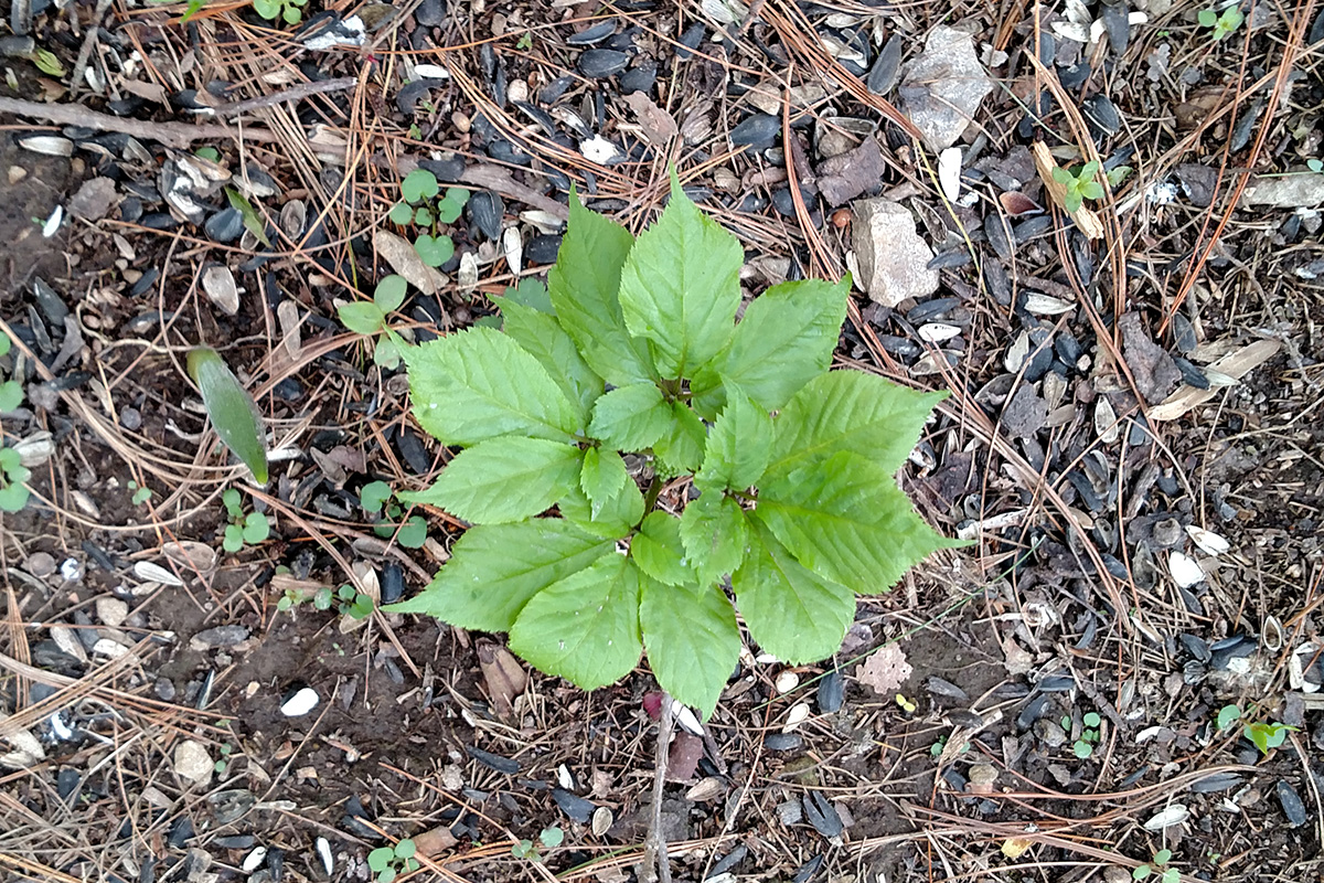 An overhead photograph of a small ginseng plant. It has as least four clusters of five pointy leaves. It's surrounded by soil, rocks, fallen pine needles, seed husks, tiny weeds, and other garden detritus. 