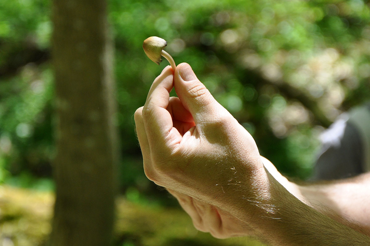 Close-up of a hand pinching the stem of a small dome-capped mushroom to hold it up. Green trees out of focus in the background.