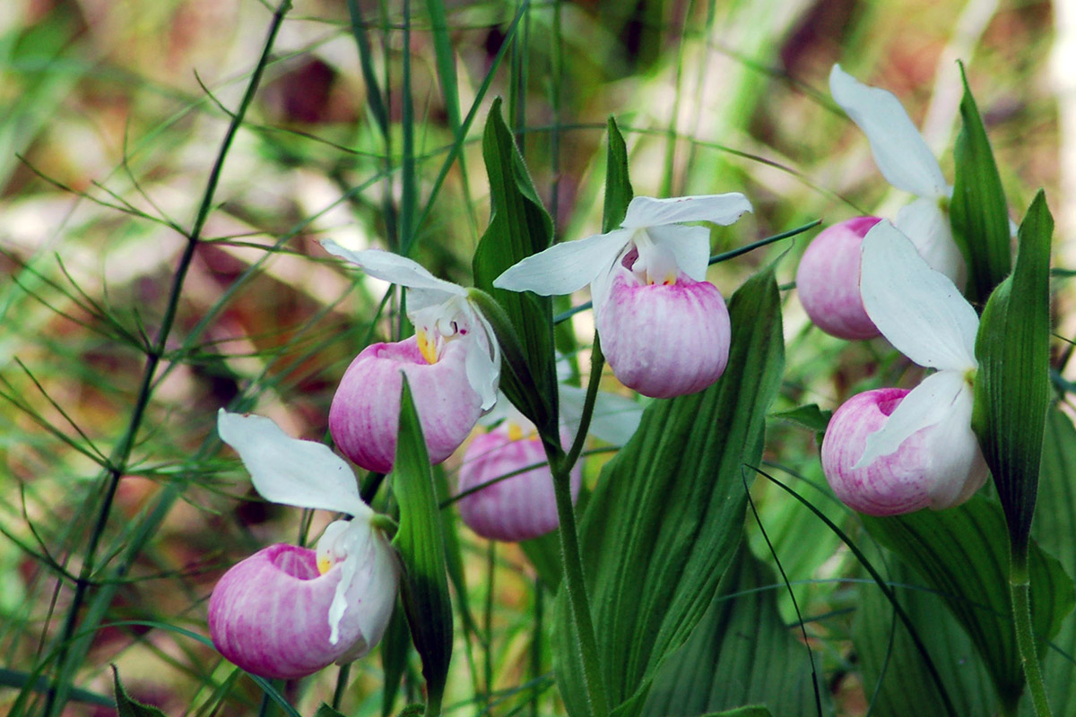 Three pink and white flowers that resemble slippers: a bulbous pink cup shape on the bottom, and three white petals that hang over and to the sides of it. Bright green leaves and stems. 