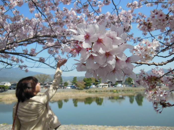 Cherry blossoms in Arashiyama, outside of Kyoto, Japan. Photo by Erina Takeda
