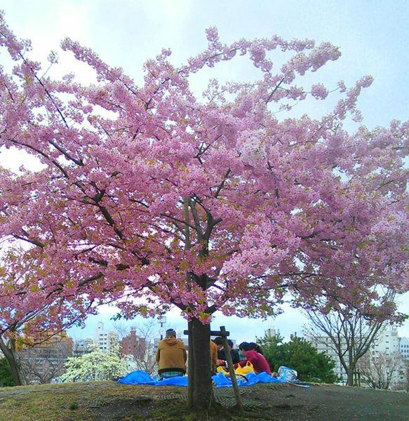 A hanami picnic in Tokyo. Photo by Tomoko Ishigaki