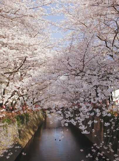 The exquisite beauty of cherry blossoms only occurs for a few weeks from the end of March to the beginning of April. Photo by Maki Matsuda