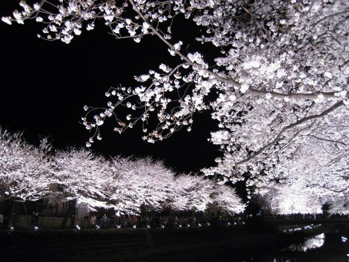 Yozakura: cherry blossoms illuminated at night