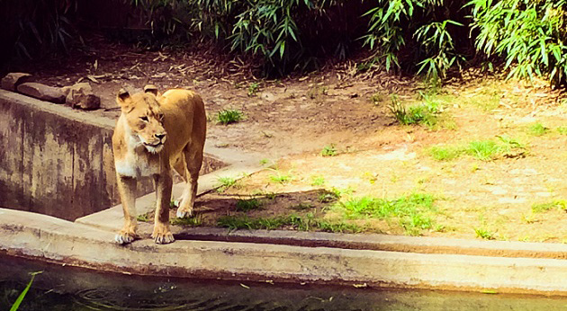 A lion at the National Zoo.