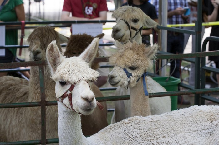 These alpacas were visiting from the Flame Pool and Sugarloaf farms in Maryland. Photo by Kadi Levo, Ralph Rinzler Folklife Archives