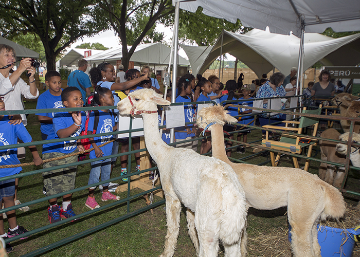 Flame Pool Alpacas came from Maryland on June 26. Photo by Francisco Guerra, Ralph Rinzler Folklife Archives