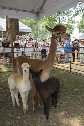 Four adult and two baby alpacas came from the Sugar Loaf farm in Maryland. Photo by Francisco Guerra, Ralph Rinzler Folklife Archives