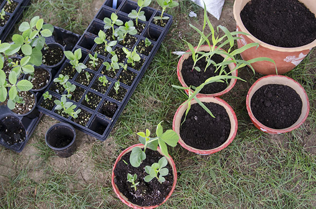 Potted quinoa and potato plants at La Chacra. Photo by Josh Weilepp, Ralph Rinzler Folklife Archives