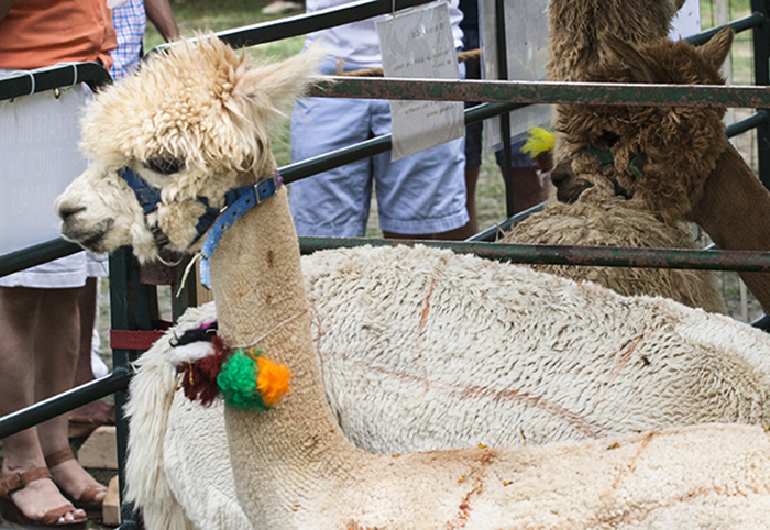 An adorned alpaca. Photo by Kadi Levo, Ralph Rinzler Folklife Archives