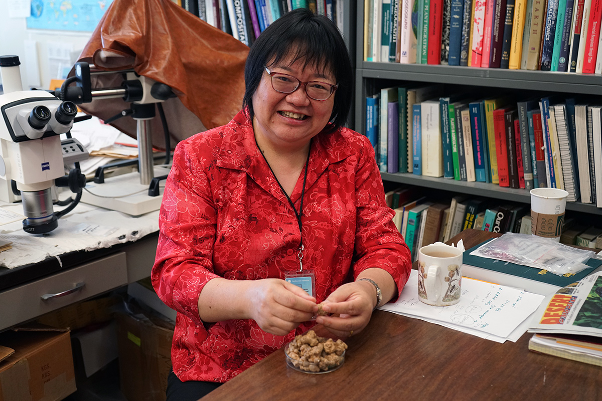 Dr. Jun Wen, a botanist at the Smithsonian National Museum of Natural History, has studied the evolution of ginseng since the 1990s. Photo by Arlene Reiniger