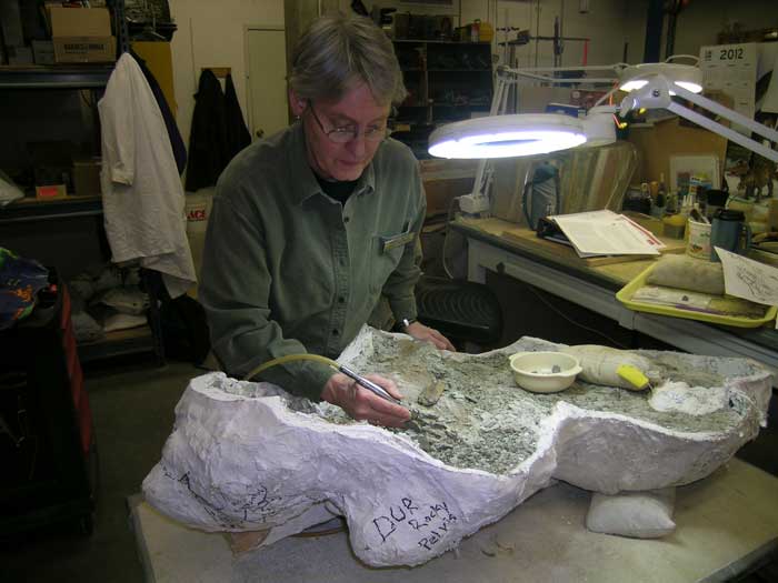 Jamie Jette, fossil preparator at Museum of the Rockies, works on fossil preparation with air scribe. Photo by James Deutsch